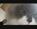 【ゆっくり世界征服】世界征服を企む悪の総統の猫が前回の失敗を踏まえて前に出るタイプの若人を弟子にしすべての通信網を掌握して全人類を恐怖に陥れる為の宣言を開始したのだが二人とも無言だから伝わらない