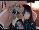 【ユキちゃん】ゲーミングチェアに頭突きをされ転倒する