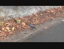 冬の雨の音20210122