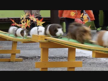 モルモットの行進