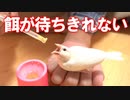 【もうすぐ卒業‼】餌が待ちきれない文鳥の雛が可愛すぎた