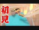 【初体験‼】産まれて初めて人工餌を見たレオパの反応が予想外だった。