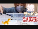 【虫が苦手‼】レオパにデュビアをあげるのを嫁にやってもらった結果