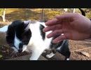公園に住んでいるタキシードを着たようなハチワレ猫は信じられないほど人懐っこい