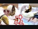 大人しい蛇が本気を出した結果