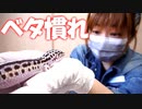 レオパのお掃除を嫁にお願いしたらベタ慣れだった