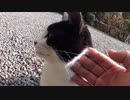 お寺の人懐っこいハチワレ猫様と目が合ったのでナデナデしてみたゾ