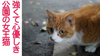 おんなの闘い！心優しき公園の女王猫vs若き母猫