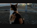 【音楽に乗せて再稿】里子に出たけど三毛子はまだウチの猫
