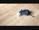 週末のデグー遊び　I'll play with Degu on the weekend.