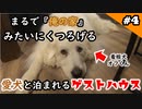 #4 まるで『俺の家』みたいにくつろげる愛犬と泊まれるゲストハウス『木の村withオフ』犬連れ夫婦旅 ベットメイキング編 【山口県美祢市】