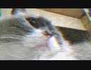 【ゆっくり世界征服】カワイイの角度
