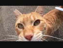 猫語で話しかけてくる茶トラ猫がスリスリしてくるのでお礼にねこじゃすりでご機嫌を取った