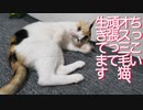 ちっこいオス三毛猫、か細い身体で今日も生きる