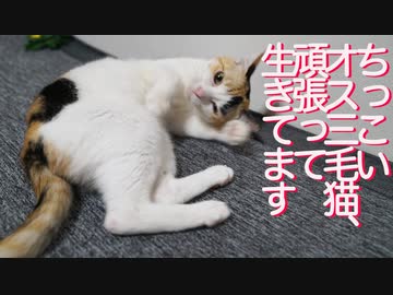ちっこいオス三毛猫、か細い身体で今日も生きる