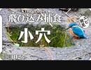 0123B小さい穴に飛び込みたいカワセミ　#身近な生き物語 #今日撮り野鳥動画まとめ