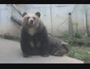 じゃれ合う仲が良いヒグマさん(かみね動物園)
