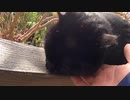 お寺の真っ黒な猫様に私の指をザリザリなめてもらいました