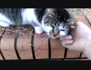 【耐久ニャンコ♫】3分間の顏モフ動画 (=^・ω・^=)ﾓﾌﾓﾌ