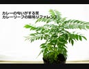 【スパイスを知ろう！】カレーリーフを知ろう！【part54】