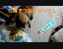 激しく遊ぶ猫