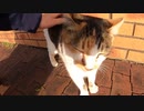 【耐久動画】人懐っこい野良猫をひたすらトントン、ナデナデ疑似体験する動画