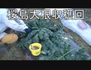 陰キャの【家庭菜園】４年目　番外編その１《桜島大根収穫》