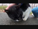 マスクを被ったような野良猫にトントン、ナデナデすると猫語で何かを訴えてくる