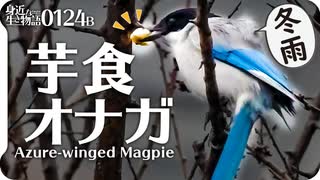 0124B冬の雨の中芋を食べるオナガ　#身近な生き物語　#今日撮り野鳥動画...