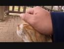 目が合った野良猫の後についていったら噛まれたがその後意外な展開が待っていた