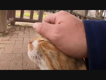 目が合った野良猫の後についていったら噛まれたがその後意外な展開が待っていた