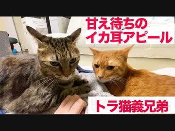 甘え待ちトラ猫ズ、愛情チャージ待ちでイカ耳になる