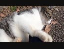 最初はモフられてご機嫌な野良猫だったが次第に鋭い爪と牙で襲い掛かってきた