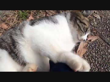 最初はモフられてご機嫌な野良猫だったが次第に鋭い爪と牙で襲い掛かってきた