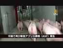 中国で再び豚の伝染病を確認、海外メディア「偽ワクチンが原因」／武漢肺炎感染拡大 ＆ 記者拘束も相変わらず