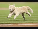 第21位：【MLB】メジャーの動物乱入集 Part 1