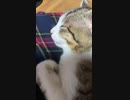 もちゃペロねこ