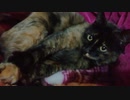 うちの猫のリリーちゃん（メス1歳）レア猫