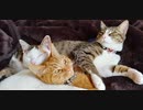 ひとくちねこ動画　ポインタで遊ぶ猫たち
