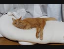 ひとくちねこ動画　ゆめがごろごろするだけ