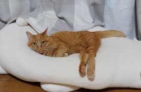 ひとくちねこ動画　ゆめがごろごろするだけ