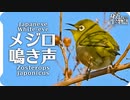メジロの鳴き声03 birdsong of Japanese White-eye / Zosterops japonicus 目白・繍眼児