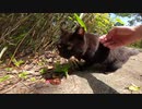 真っ黒で美しい野良猫がすり寄ってきたので一緒に散歩を楽しんだ