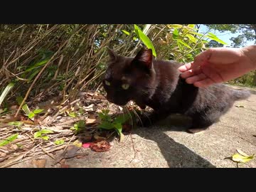 真っ黒で美しい野良猫がすり寄ってきたので一緒に散歩を楽しんだ