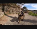 海へと続く道で警戒心が強い野良猫に出会ったのでねこじゃすりを試した