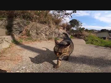海へと続く道で警戒心が強い野良猫に出会ったのでねこじゃすりを試した