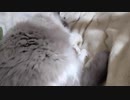 リズミカルおねむ