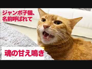 ジャンボベテラン子猫、必殺のサイレントニャー