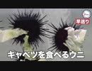 キャベツを食べるウニ モミジ山エリア