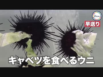 人気の キャベツを食べるウニ 動画 12本 ニコニコ動画